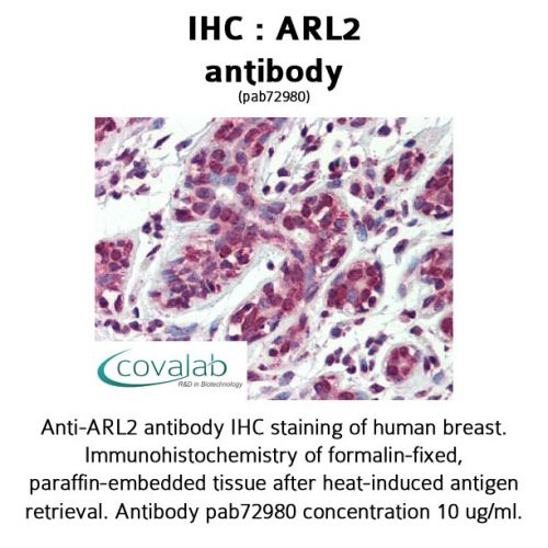 ARL2 antibody