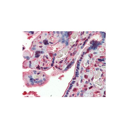 GAPDH antibody