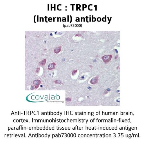 TRPC1 (Internal) antibody