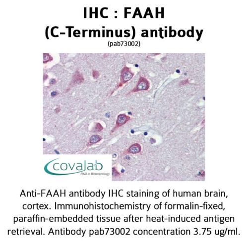 FAAH (C-Terminus) antibody
