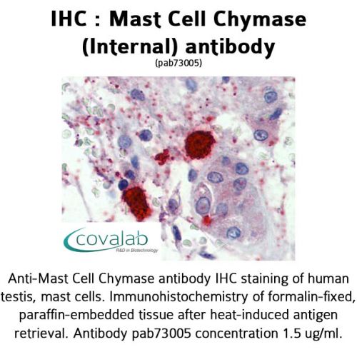 Mast Cell Chymase (Internal) antibody
