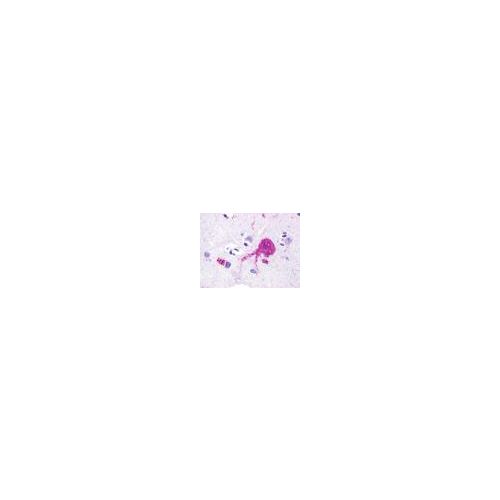 RXFP4 (C-Terminus) antibody