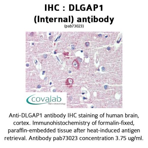 DLGAP1 (Internal) antibody