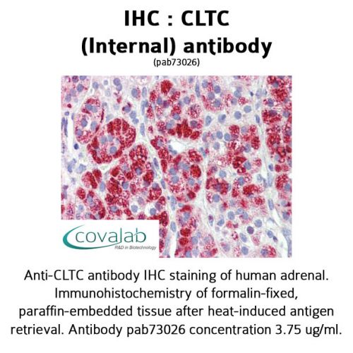CLTC (Internal) antibody