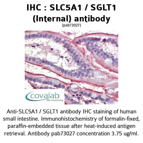 SLC5A1 / SGLT1 (Internal) antibody