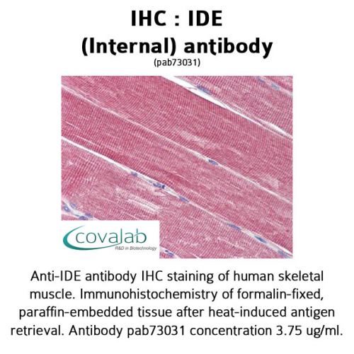 IDE (Internal) antibody