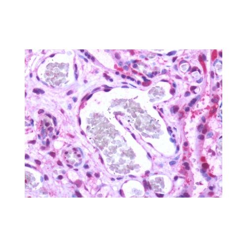 S1PR1 / EDG1 (Cytoplasmic Domain) antibody