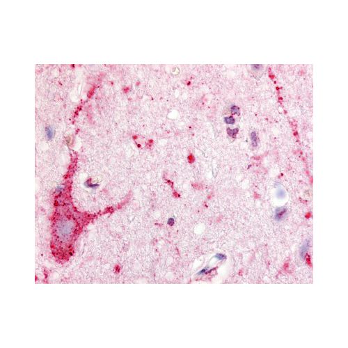 S1PR5 / EDG8 (Cytoplasmic Domain) antibody