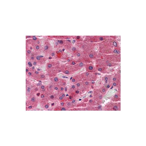 EYA4 (N-Terminus) antibody