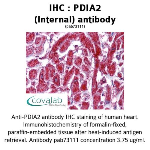 PDIA2 (Internal) antibody