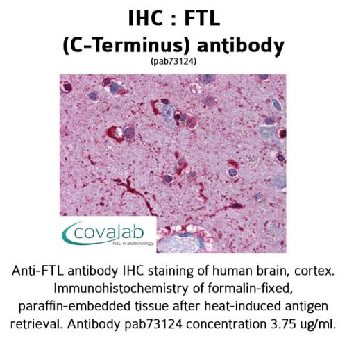 FTL (C-Terminus) antibody