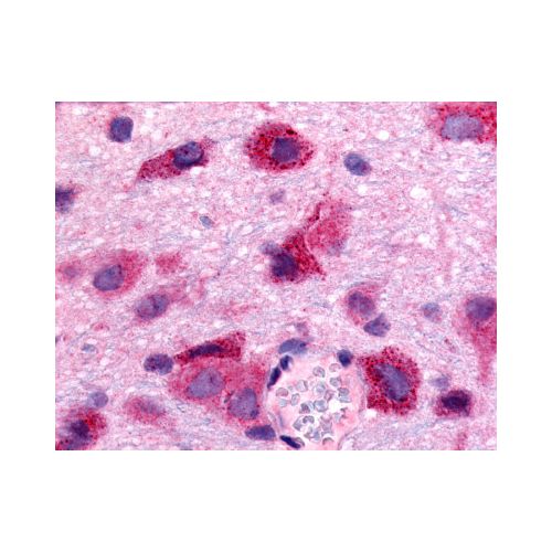 S1PR5 / EDG8 (N-Terminus) antibody