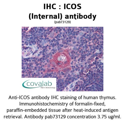 ICOS (Internal) antibody