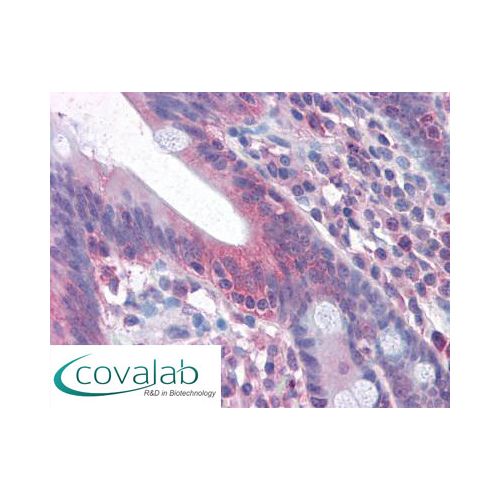 FAS / CD95 (Internal) antibody