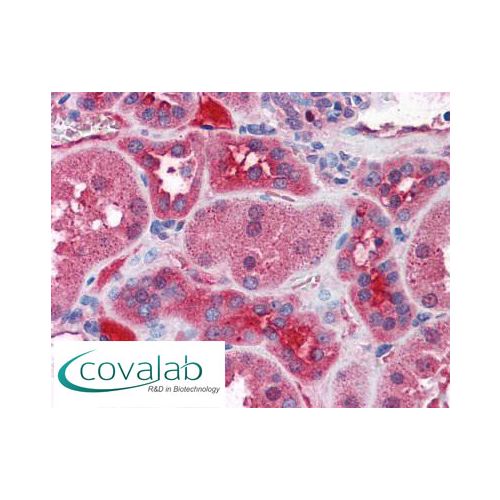 KCNN2 (aa545-557) antibody