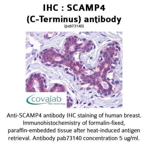 SCAMP4 (C-Terminus) antibody