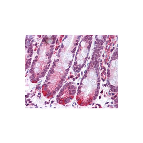 SCARA5 (C-Terminus) antibody