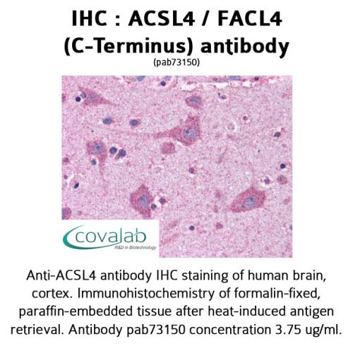 ACSL4 / FACL4 (C-Terminus) antibody