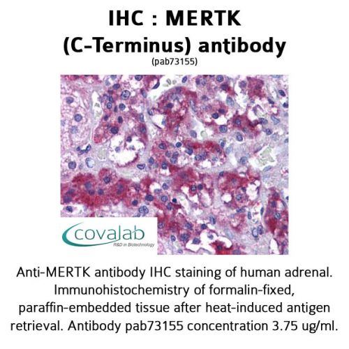 MERTK (C-Terminus) antibody