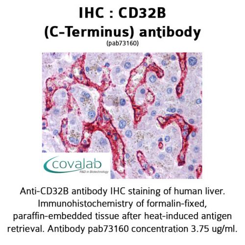 CD32B (C-Terminus) antibody