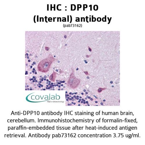 DPP10 (Internal) antibody