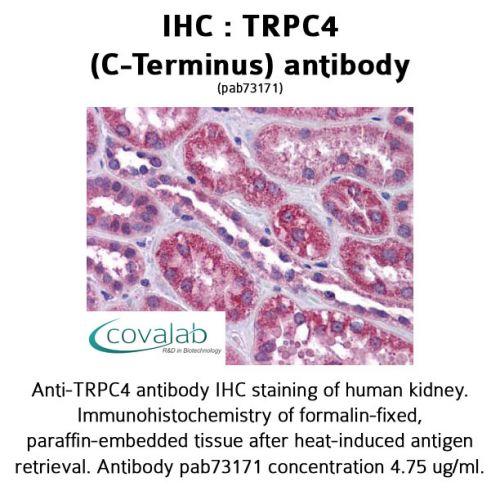 TRPC4 (C-Terminus) antibody