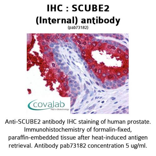SCUBE2 (Internal) antibody