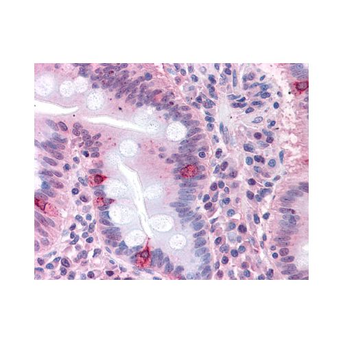 SEMA4B (Internal) antibody