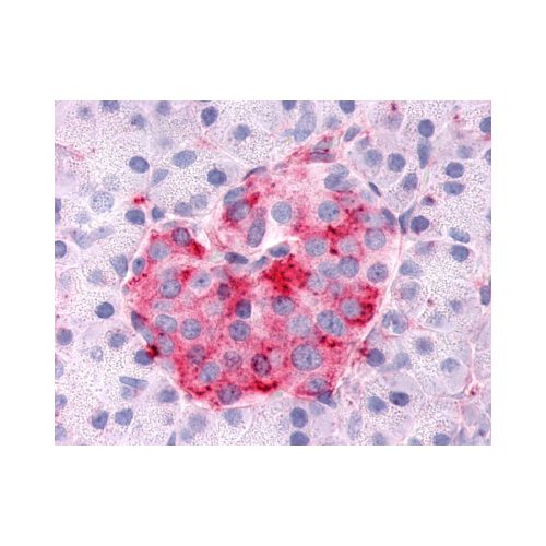 SGK3 (N-Terminus) antibody