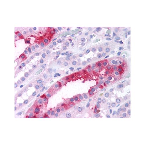 SGK3 (N-Terminus) antibody