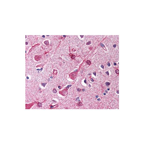 SIN1 (N-Terminus) antibody