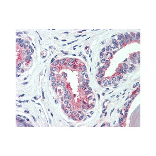 SLC12A2 / NKCC1 (C-Terminus) antibody