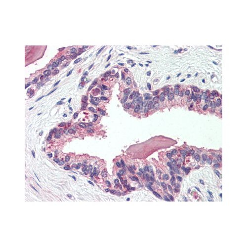 SLC12A2 / NKCC1 (Internal) antibody