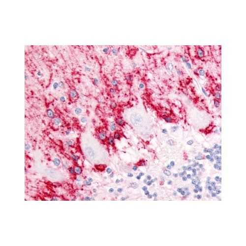 SLC1A3 / GLAST (Cytoplasmic Domain) antibody