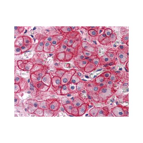 SLC1A4 (C-Terminus) antibody
