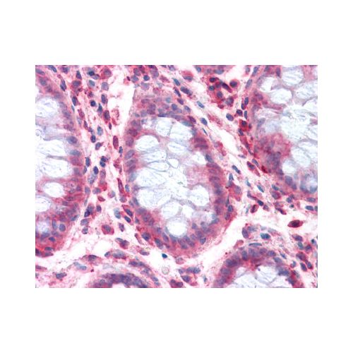 SLC1A4 (Internal) antibody