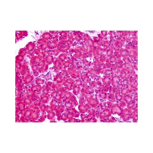 SLC1A4 (N-Terminus) antibody