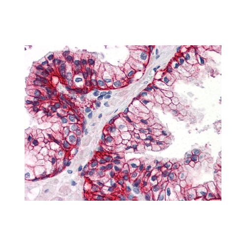 SLC1A5 (C-Terminus) antibody