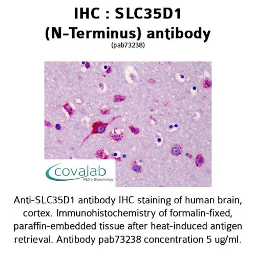 SLC35D1 (N-Terminus) antibody