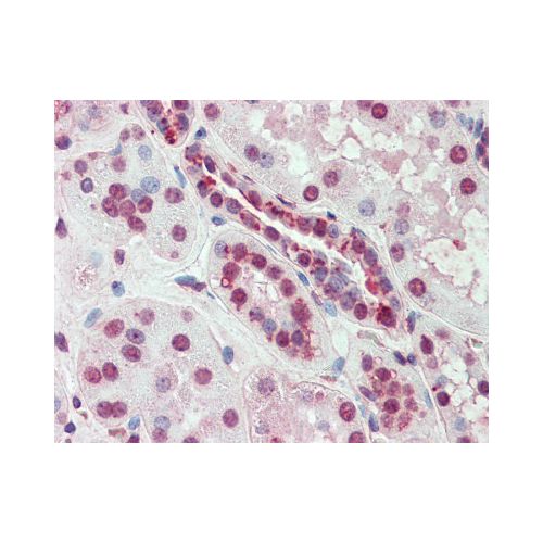SLC44A2 (Internal) antibody