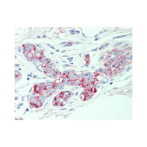 SLC4A2 (N-Terminus) antibody
