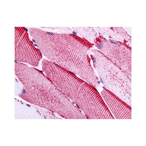 SLC5A10 (Cytoplasmic Domain) antibody