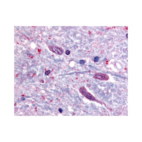 SLC5A3 (C-Terminus) antibody