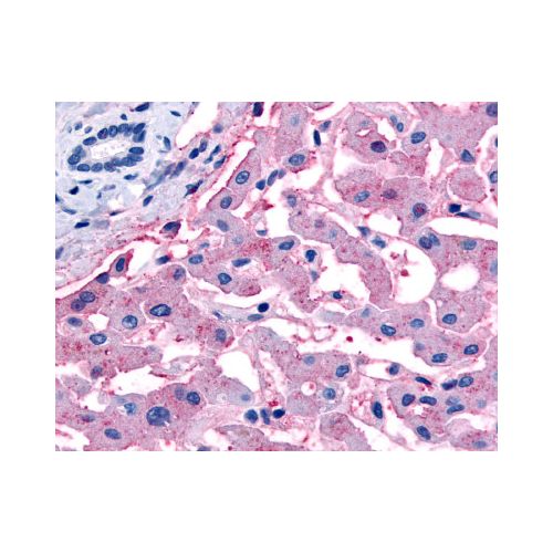SLC5A4 (C-Terminus) antibody