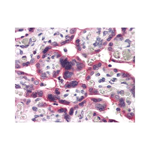 SLC5A6 (Internal) antibody