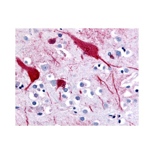 SLC5A9 (C-Terminus) antibody