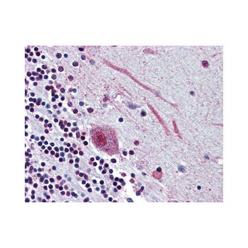 SLC5A9 (Internal) antibody
