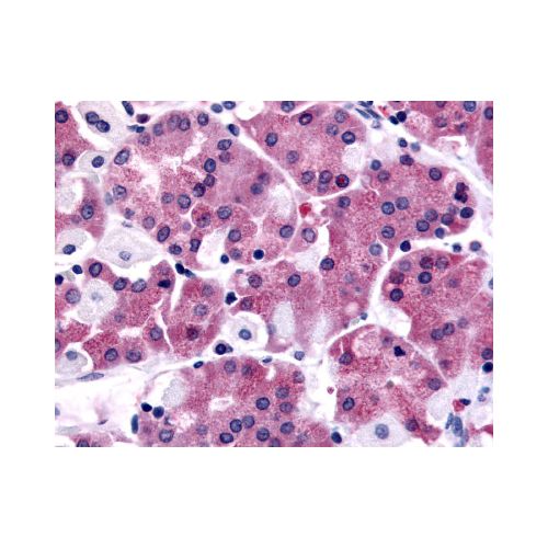 SLC7A11 (N-Terminus) antibody