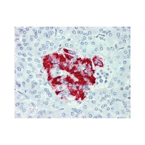 SLC7A2 (C-Terminus) antibody