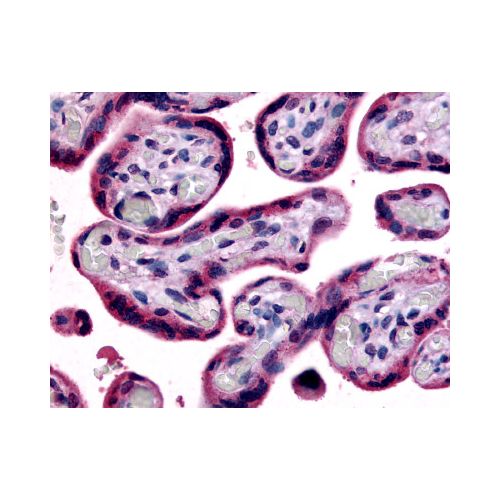 SLC7A5 (Internal) antibody